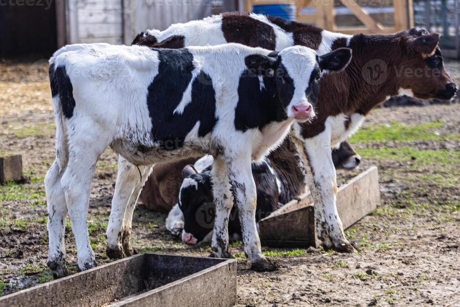 Healthy calves on fresh spring grass at a local farm supporting farm-to-table photo