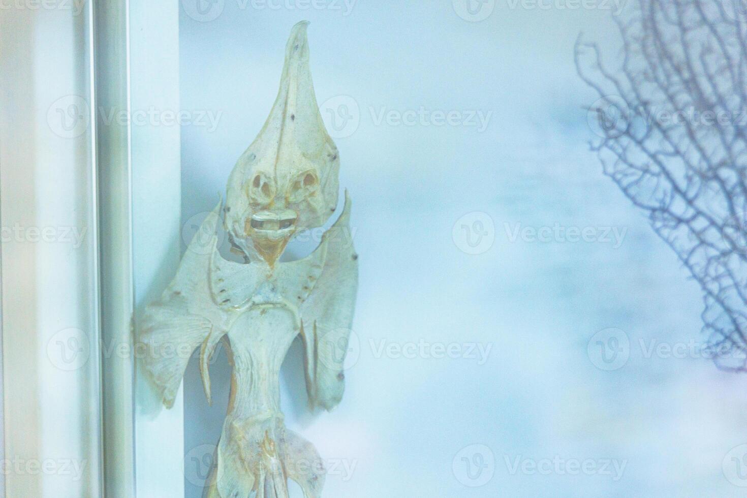 A unique fish artifact displayed on a window, showcasing intricate details in a coastal setting during the day photo