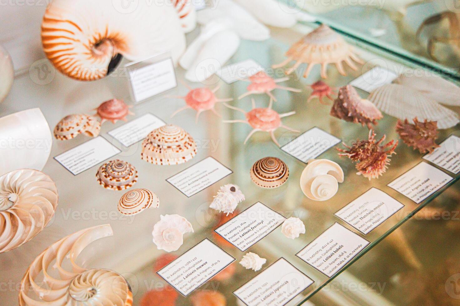 Display of diverse sea shells and marine specimens in a museum showcase with educational labels for visitors photo