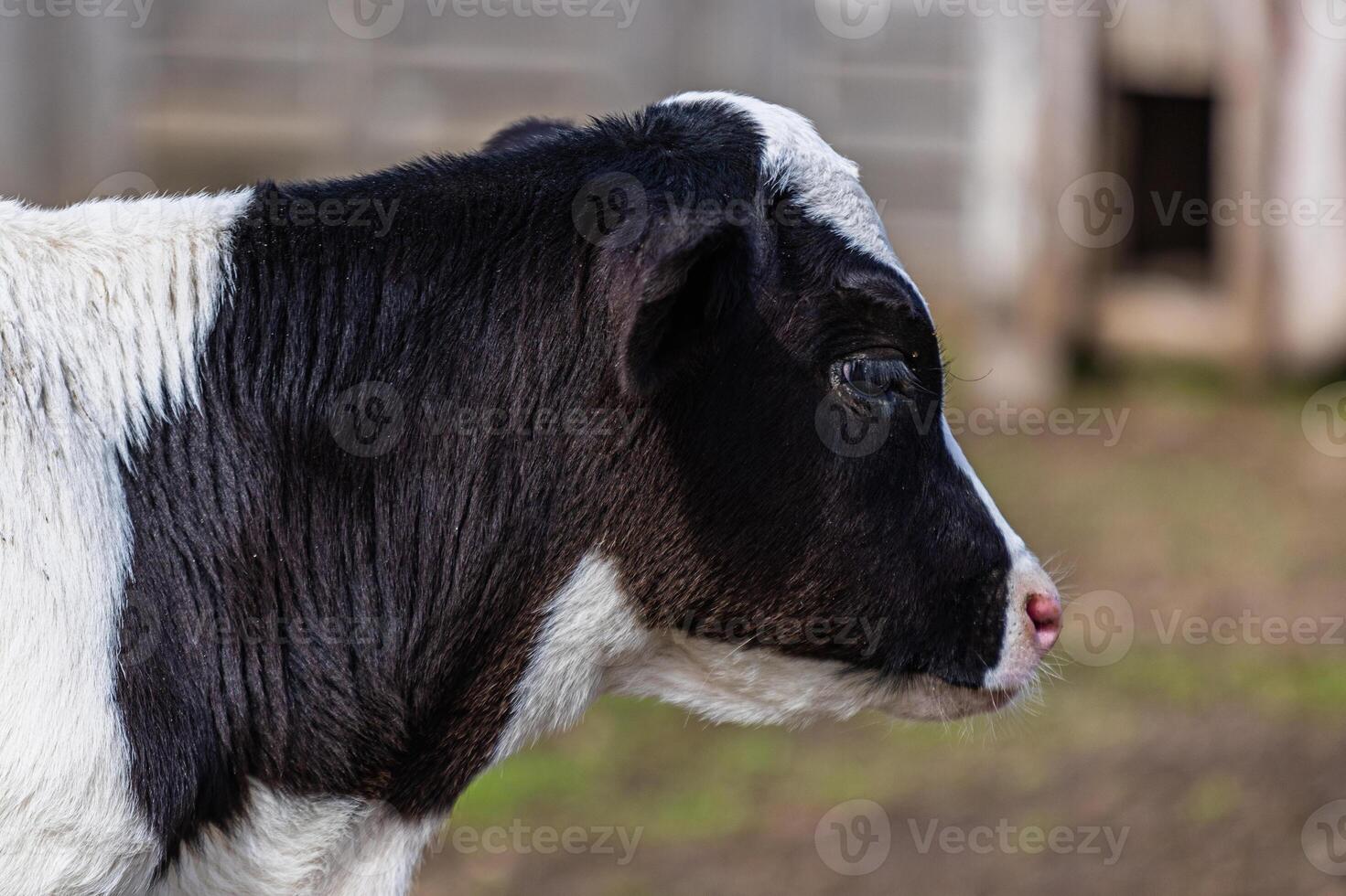 A close-up of a young black and white dairy calf on a farm showcasing agriculture practices photo