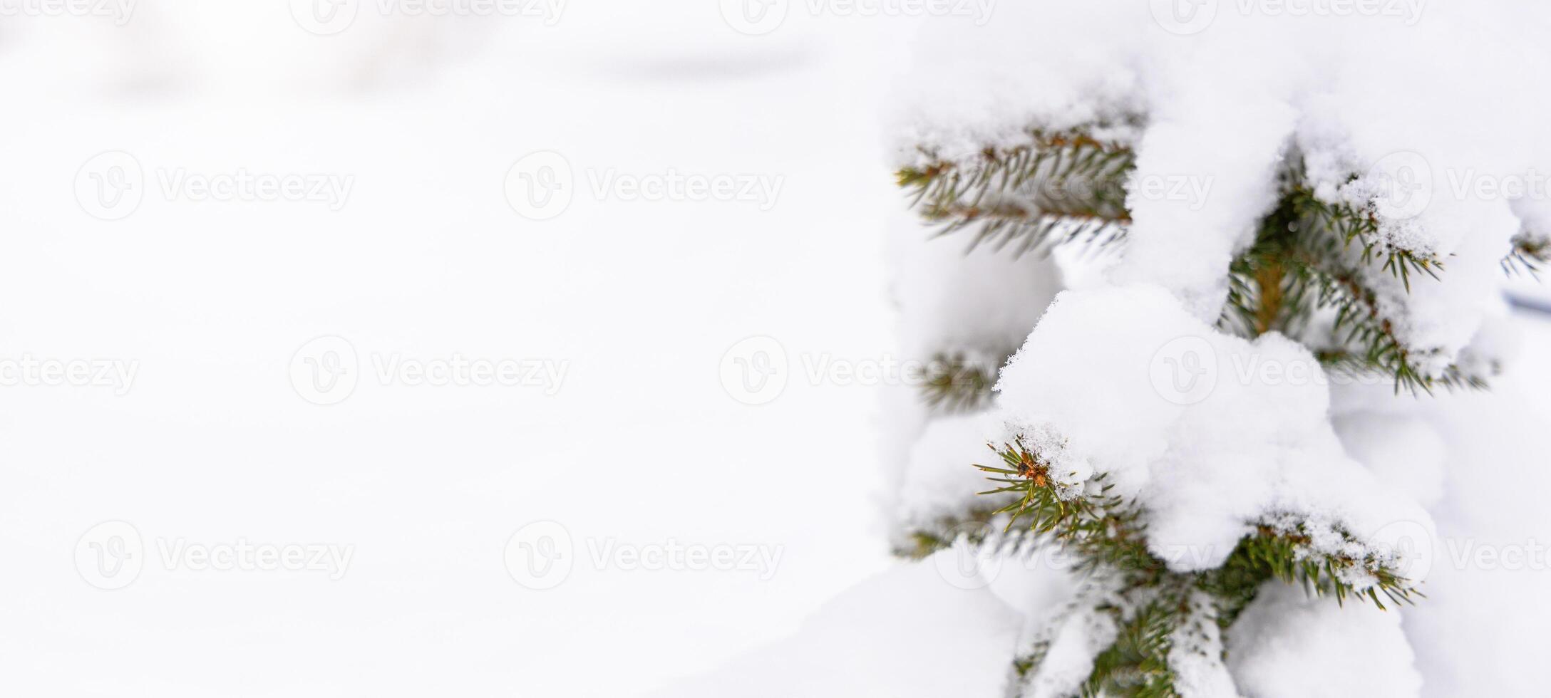 Snow-covered tree branch in a serene winter landscape during a snowy day in a forest photo