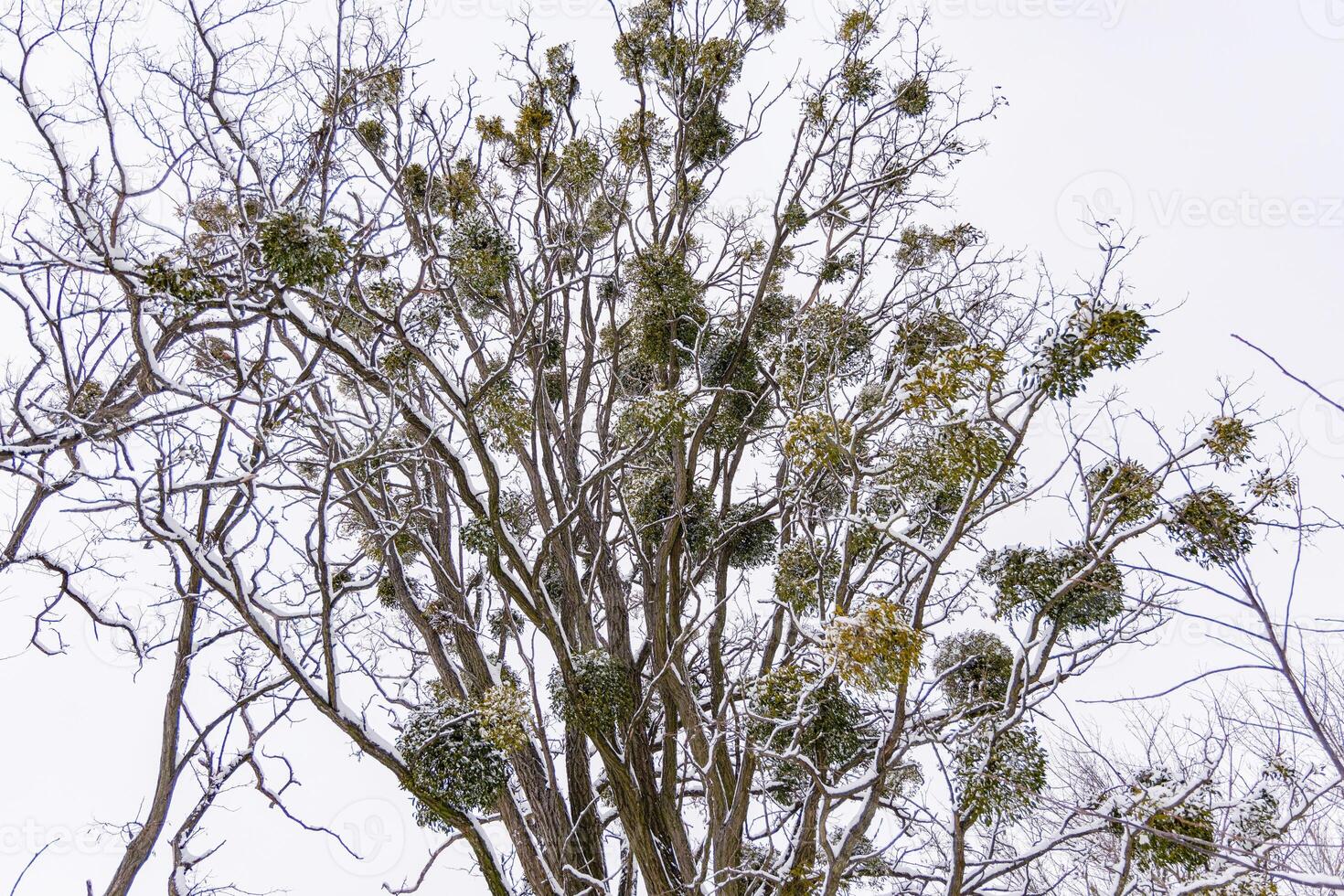 A bare tree stands tall during winter, decorated with green mistletoe clusters photo