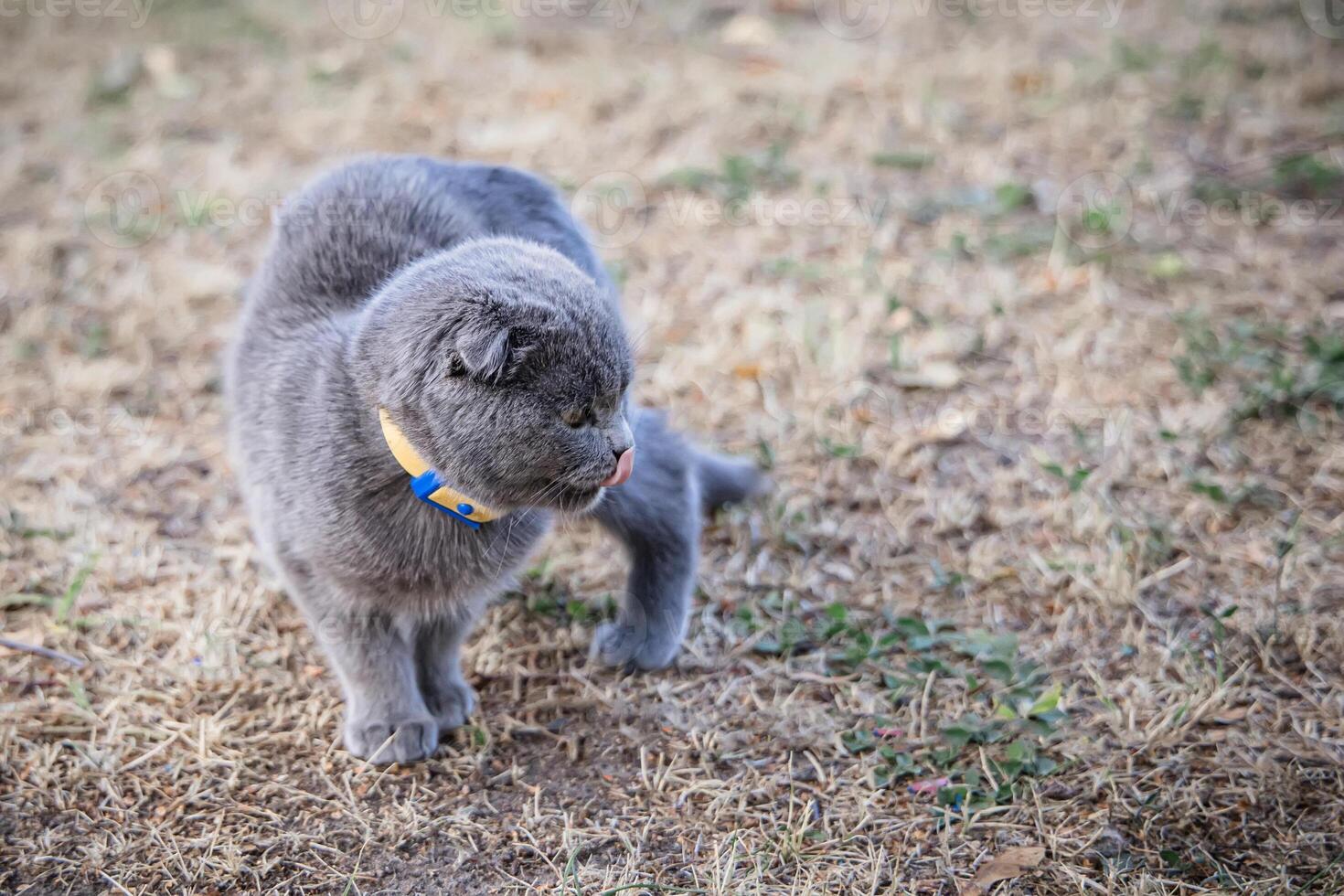 Gray cat with yellow collar walking in the park on a sunny day photo