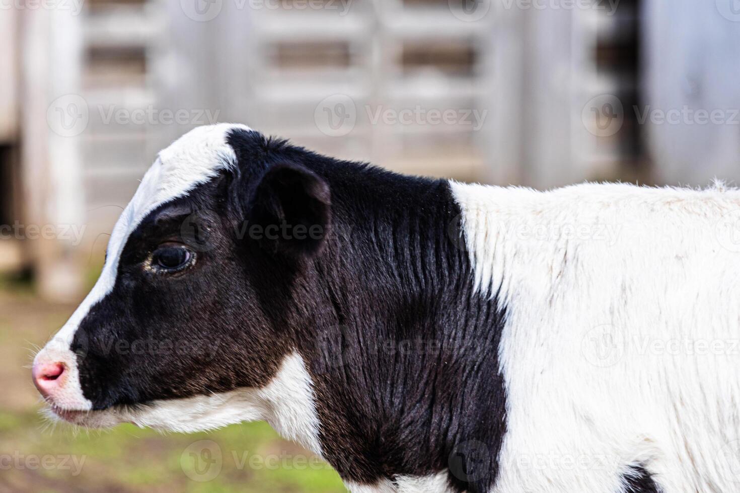 Young black and white calf grazing on a farm during a sunny afternoon in early spring photo