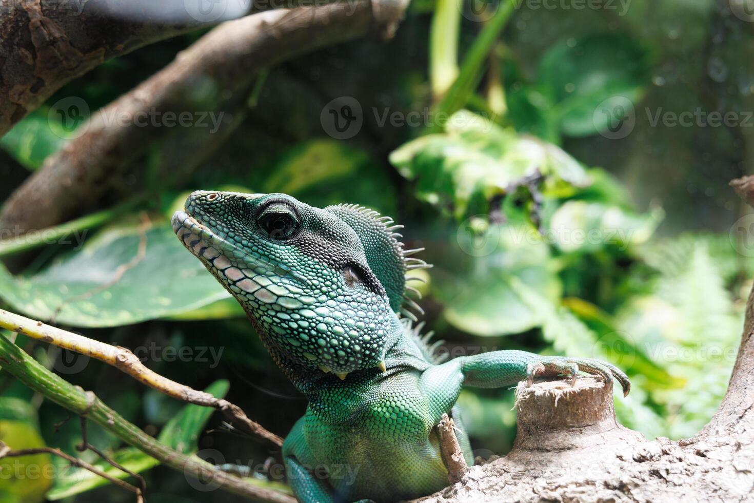 A vibrant Chinese water dragon, Physignathus cocincinus perched on a branch amidst lush greenery in a tropical habitat during daylight hours photo