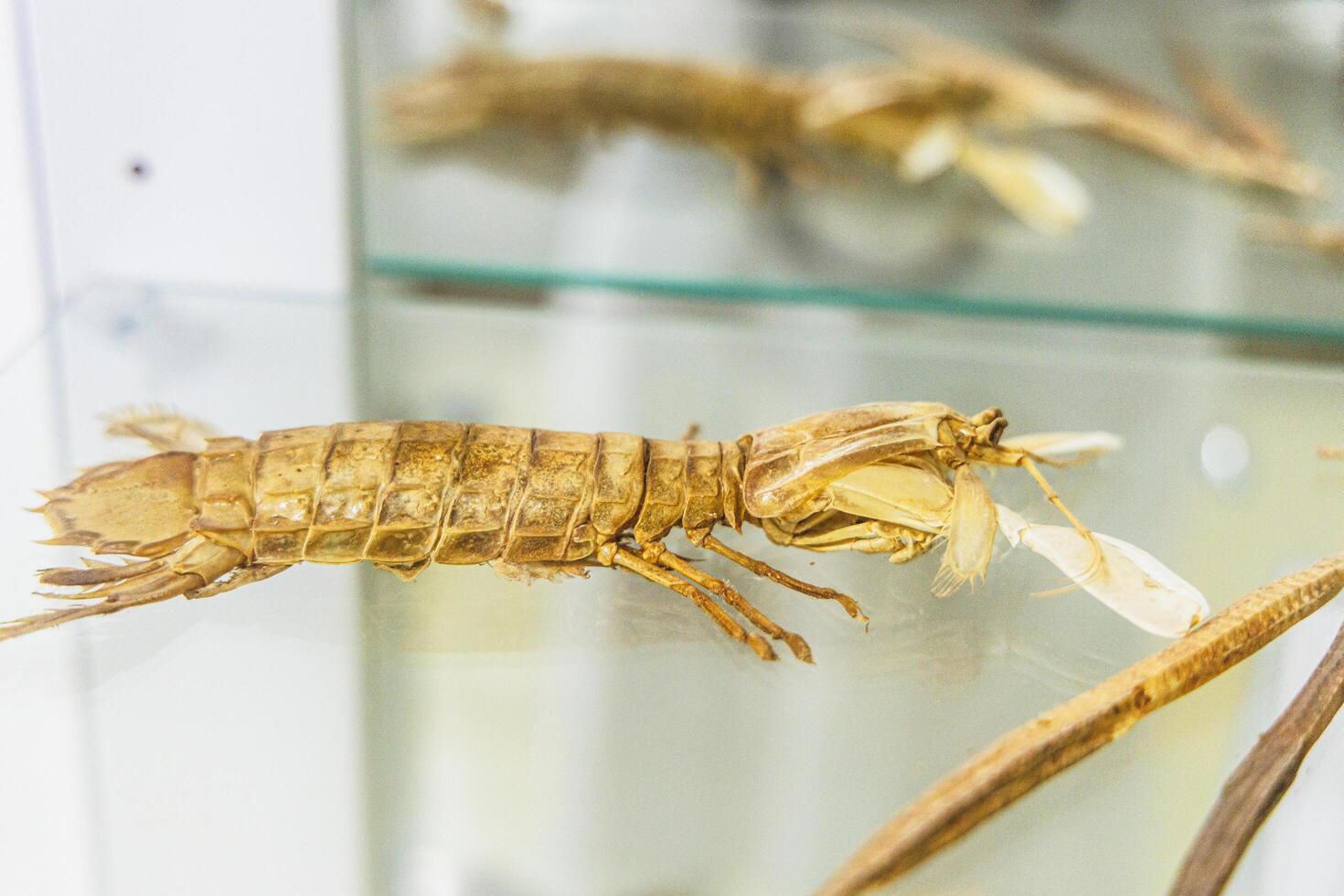 A detailed view of a preserved lobster displayed in a glass case at a marine exhibit photo