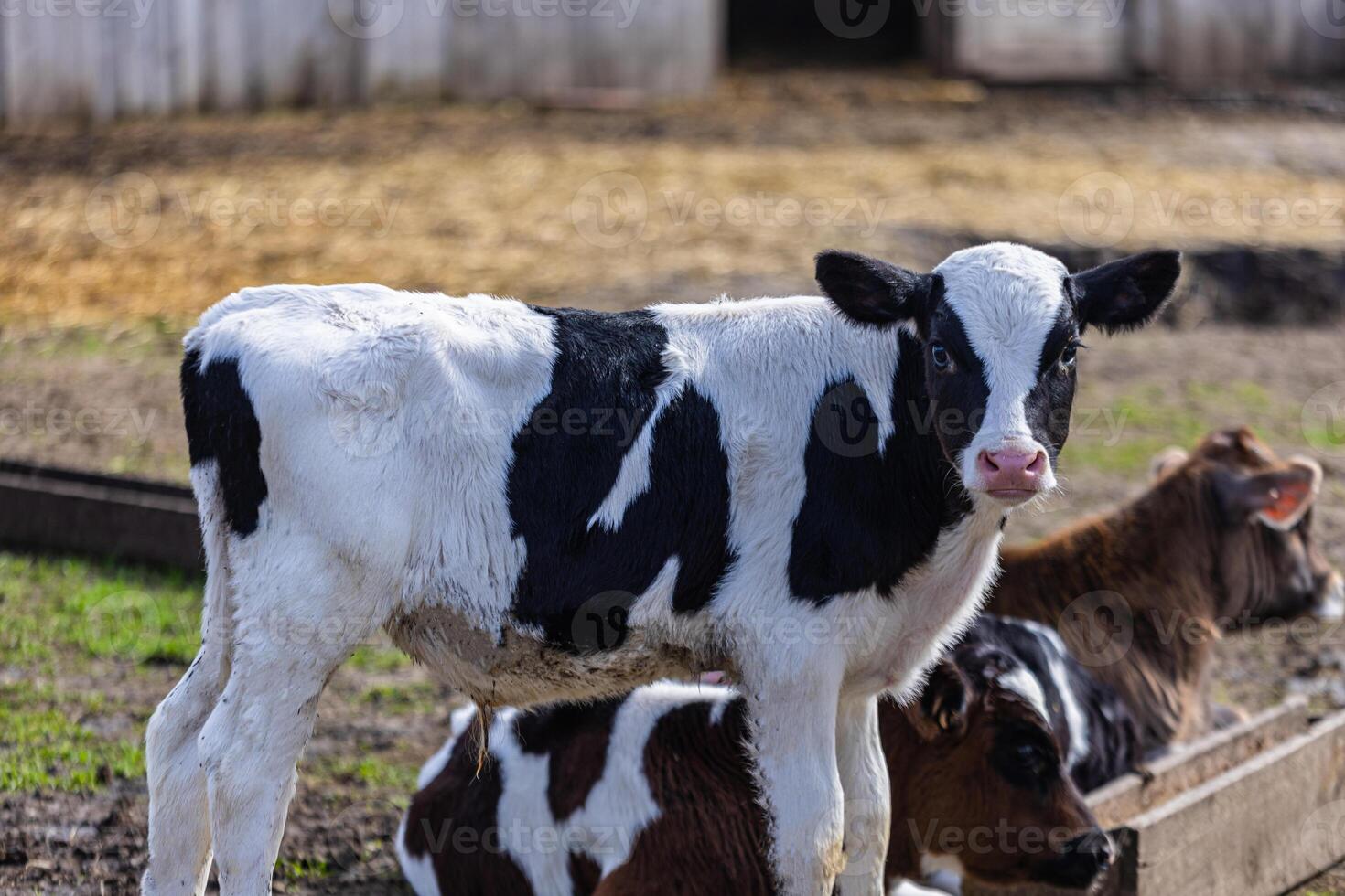 Calf grazing in a sustainable farm environment promoting the farm-to-table movement photo