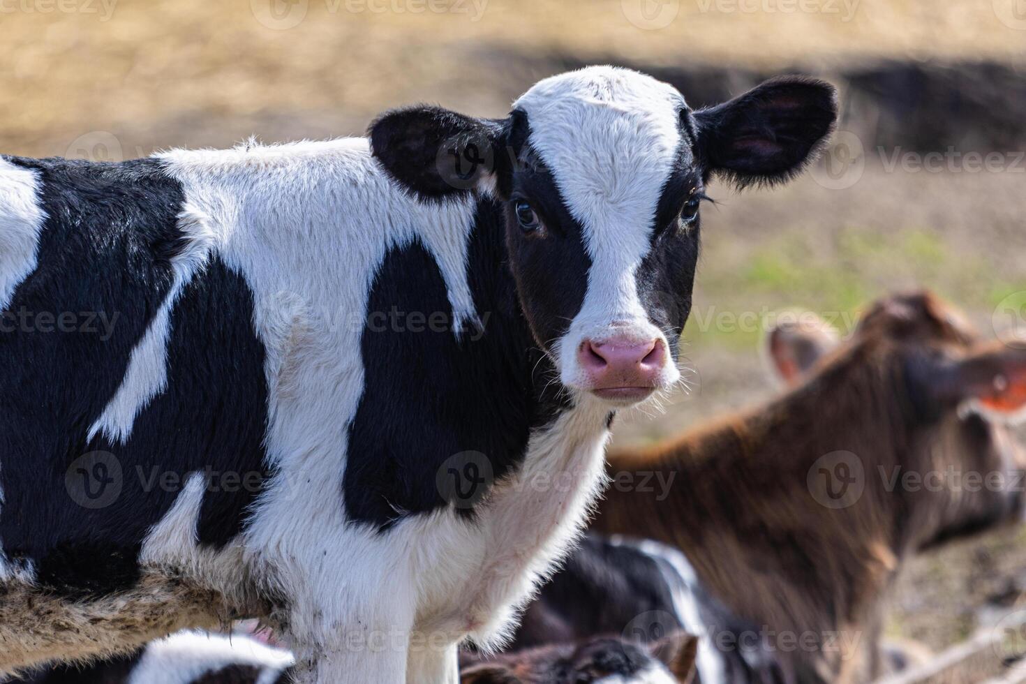 Young black and white calf on a sunny farm, showcasing the farm-to-table experience in springtime photo