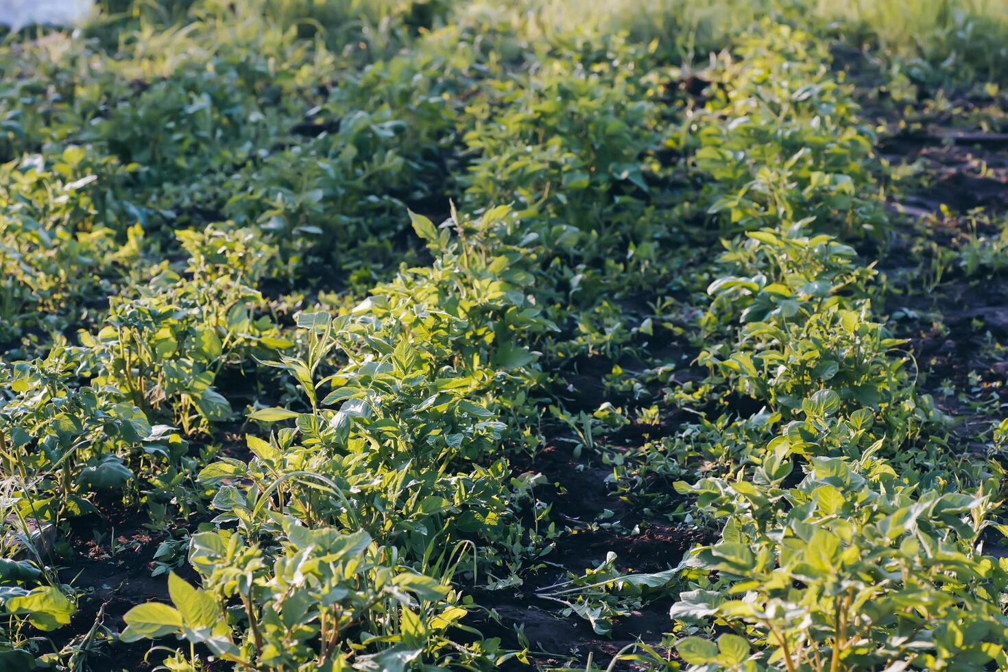 Unprocessed, unocidished, weed and grass covered potatoes plant. Young potato Growing in vegetable garden photo