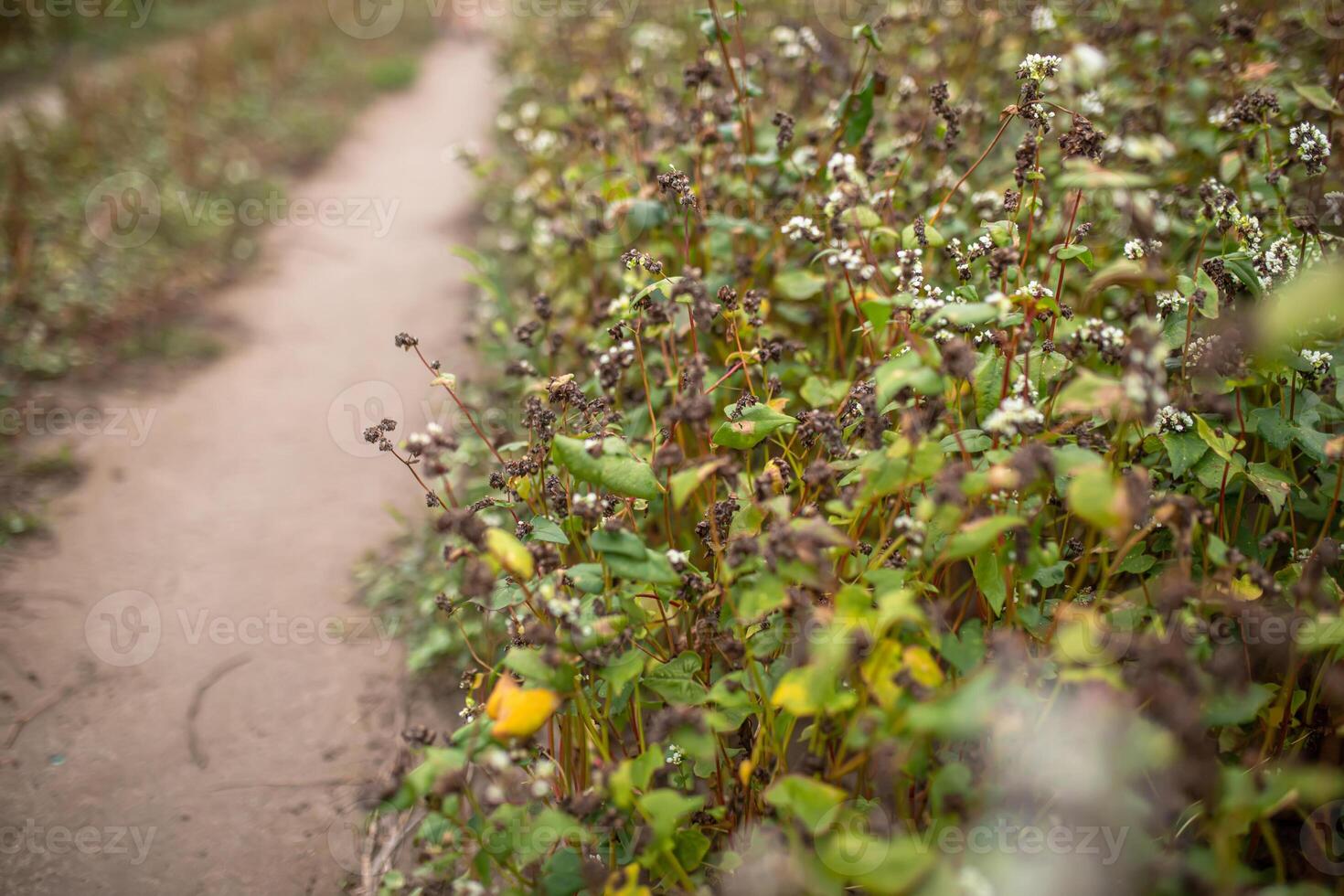 Buckwheat at the stage of ripening before harvesting. Fagopyrum esculentum, Japanese buckwheat and silverhull buckwheat blooming on the field. Close-up flowers of buckwheat. Soft focus photo