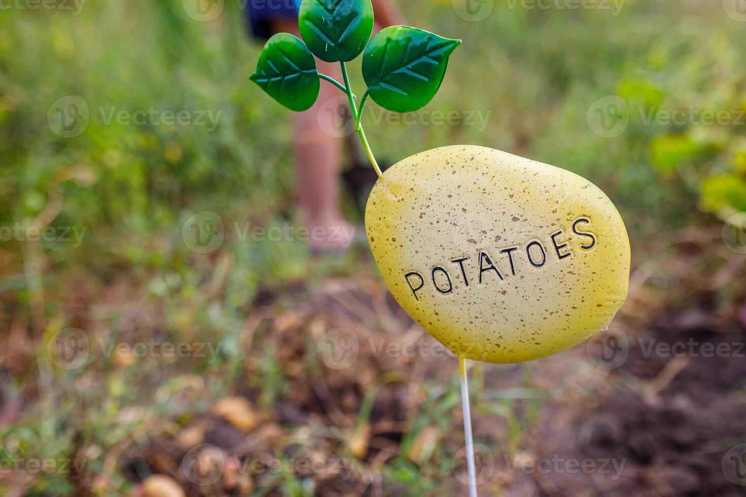 A whimsical garden marker rests in soil, clearly labeled with the word potatoes. Lush greenery surrounds the marker, suggesting a thriving garden during a warm afternoon. photo