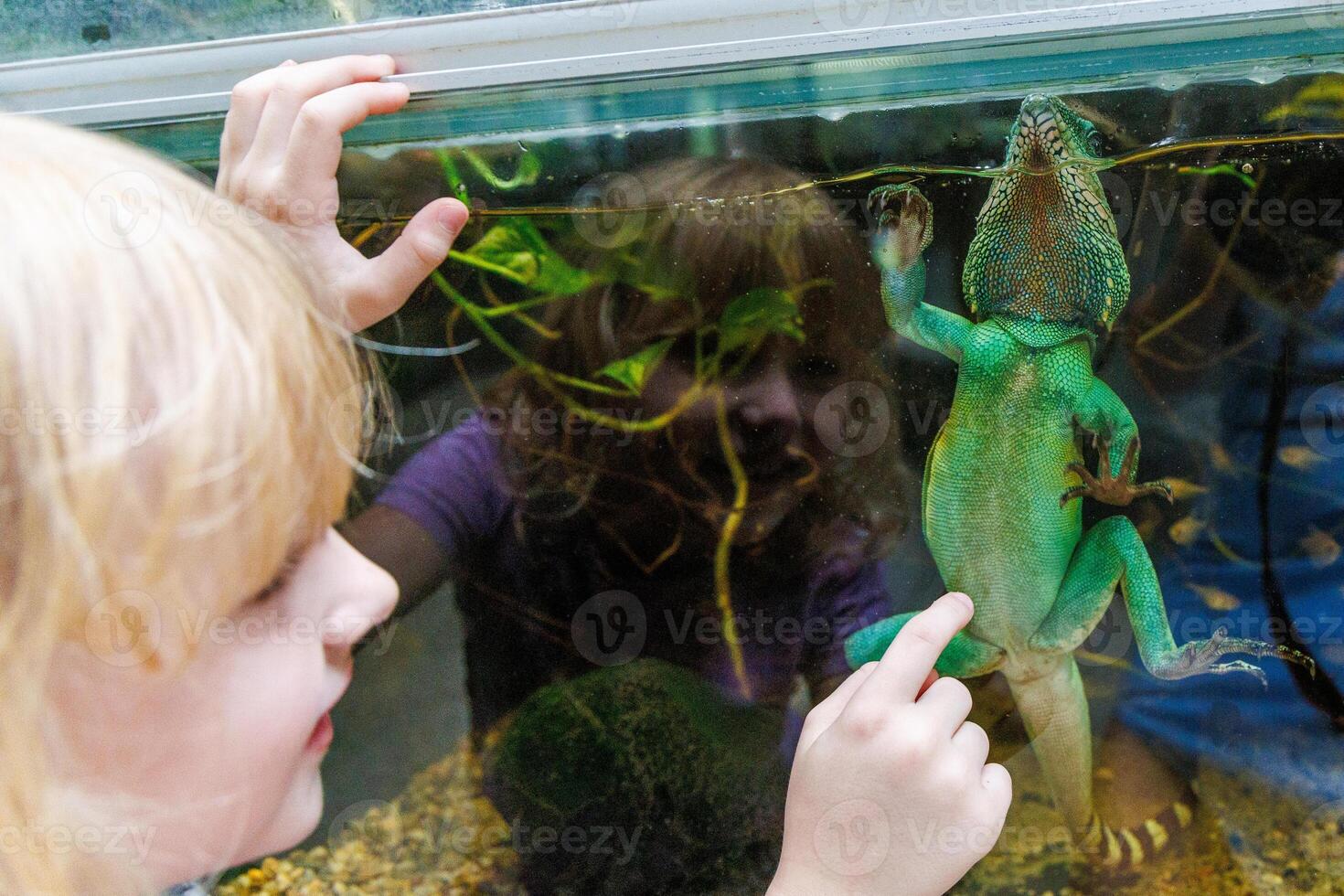 A child observes a Chinese water dragon, Physignathus cocincinus behind aquarium glass, exploring the aquatic habitat at a nature center on a sunny afternoon photo