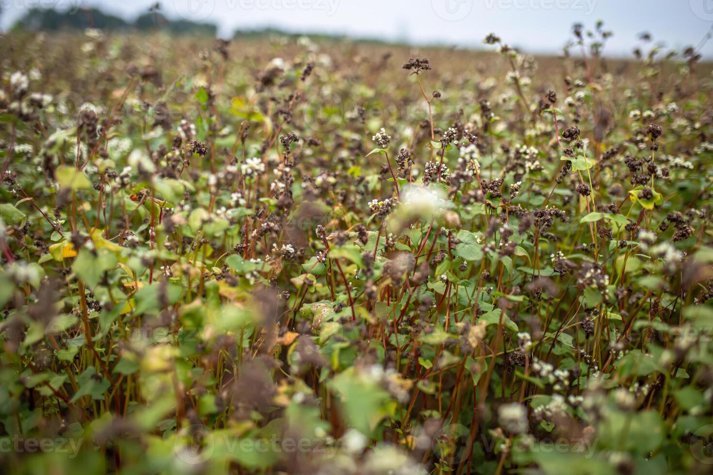 Buckwheat at the stage of ripening before harvesting. Fagopyrum esculentum, Japanese buckwheat and silverhull buckwheat blooming on the field. Close-up flowers of buckwheat. Soft focus photo