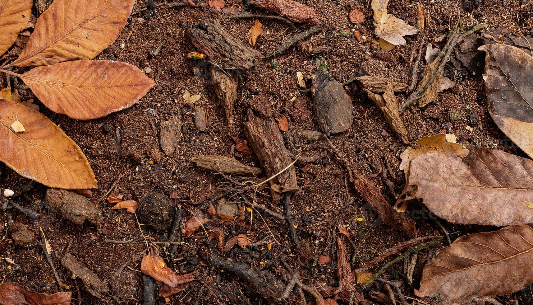 A close up of leaves and dirt on the ground photo