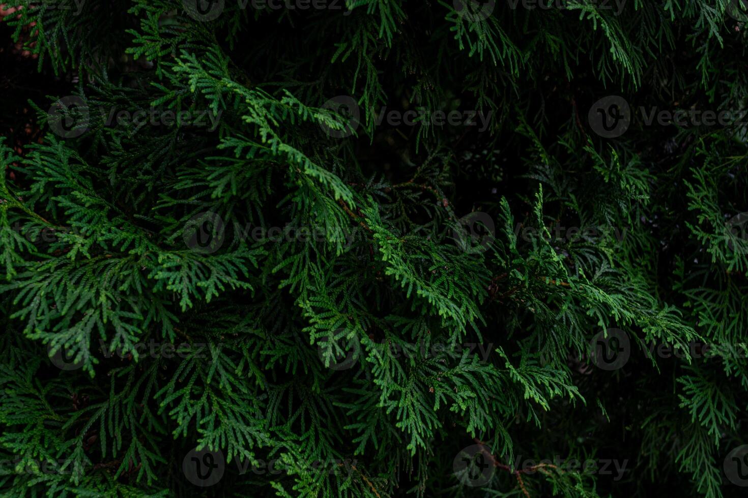 Close up of thick green coniferous thuja branches. photo