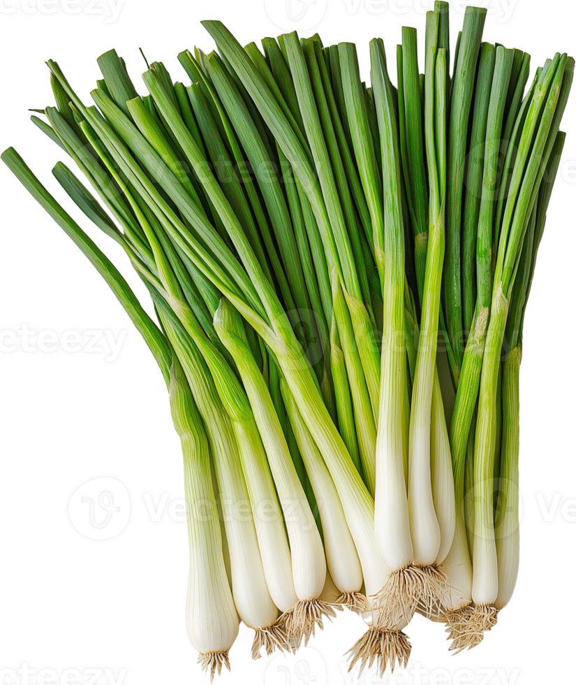 Spring Onion isolated - Green Onion vegetable - Green Onion illustration png