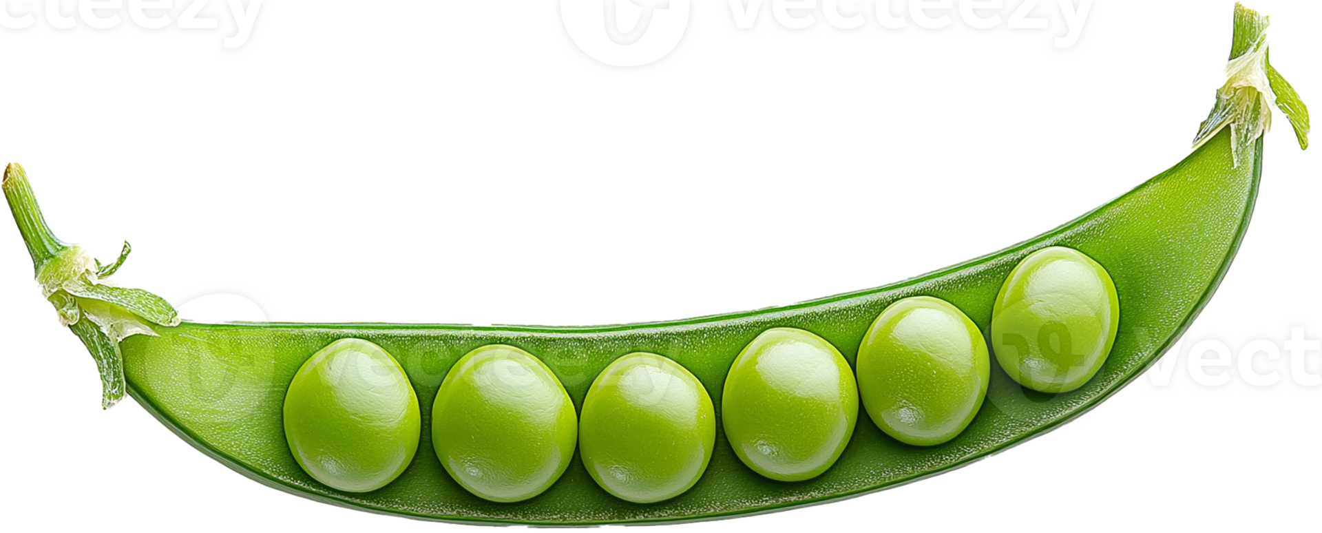 Indian Pea isolated, Lathyrus sativus Plant Clipart png