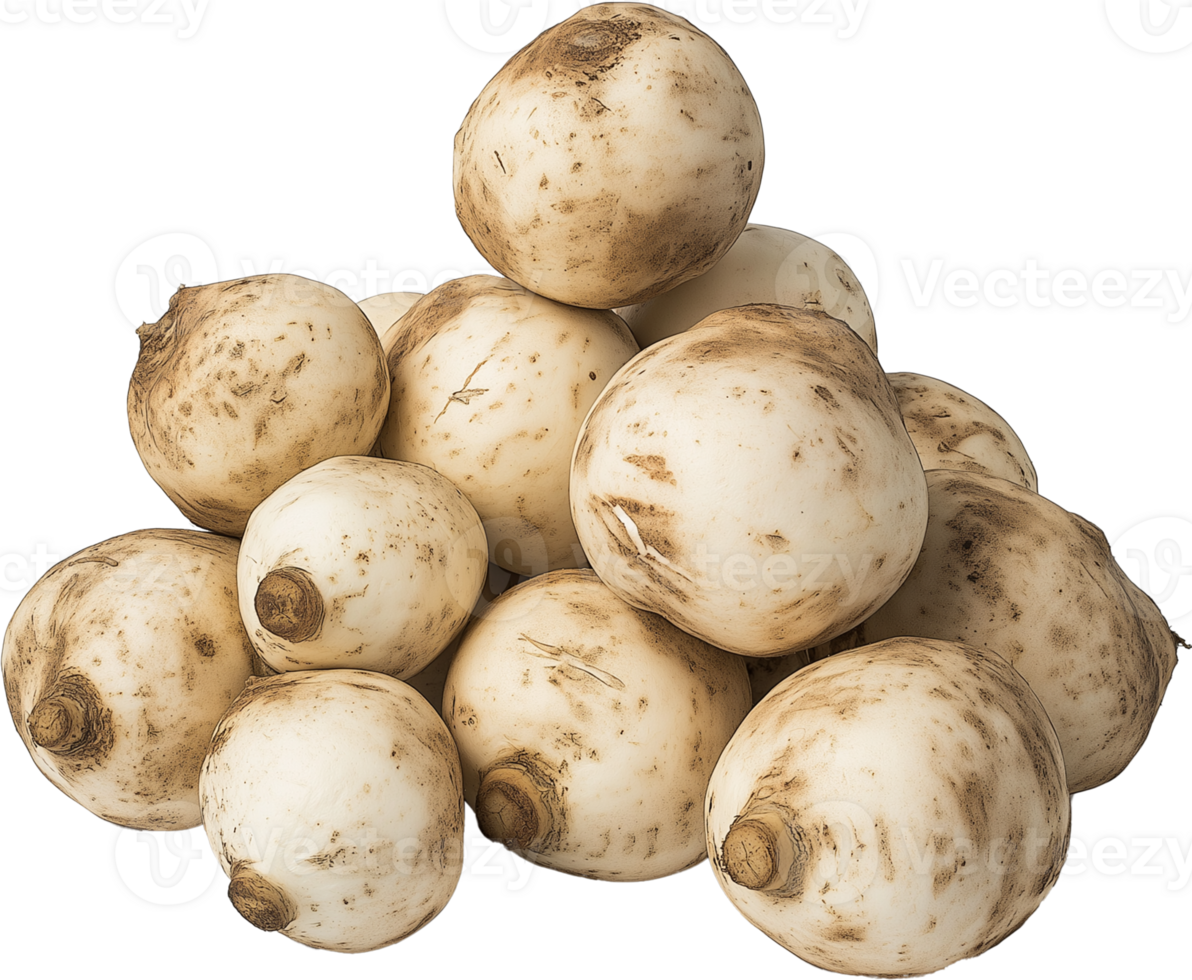 Jicama isolated - Jicama Root Vegetable Clipart - Fresh jicama illustration png