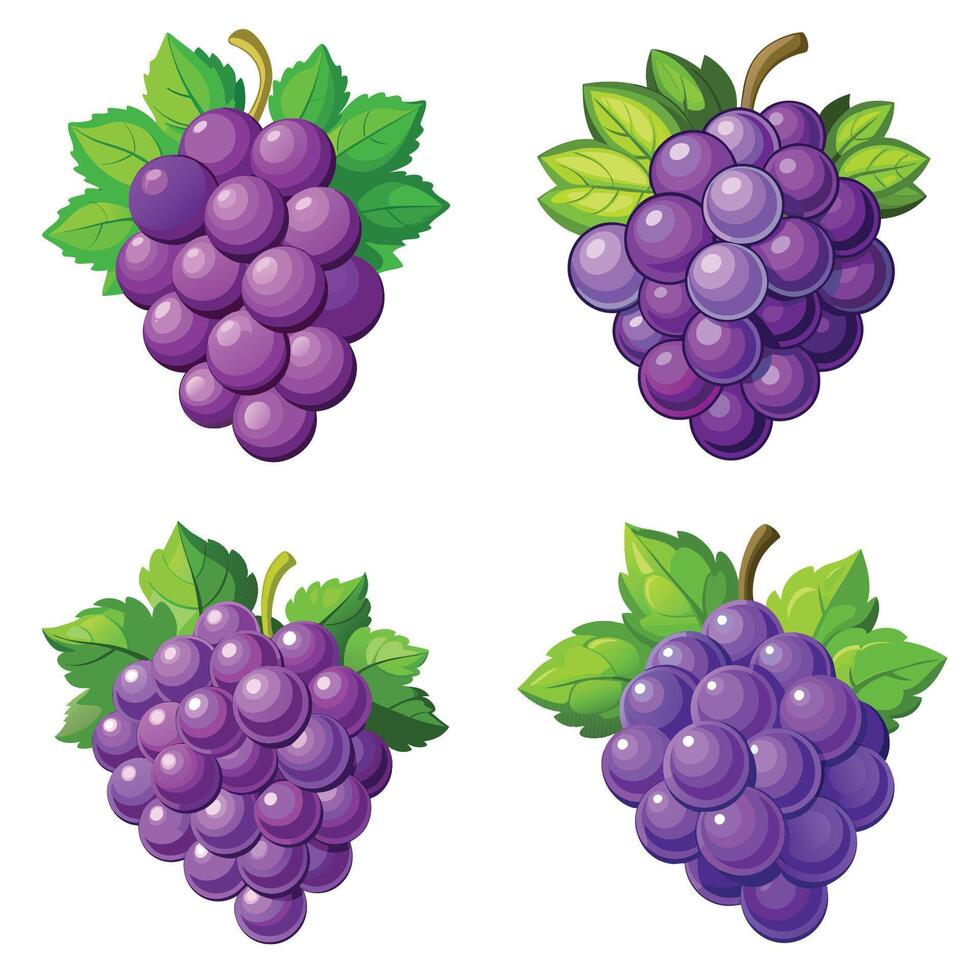 Ripe Purple Grapes Enhanced by Green Leaves vector