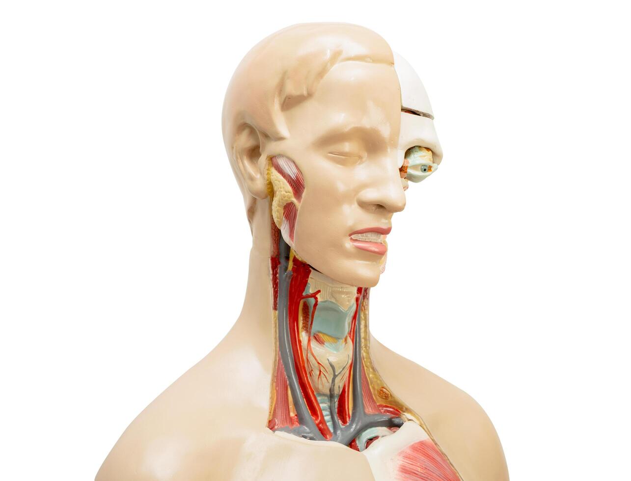 Human model anatomy isolated on white background with clipping path for medical training course, teaching medicine education. photo