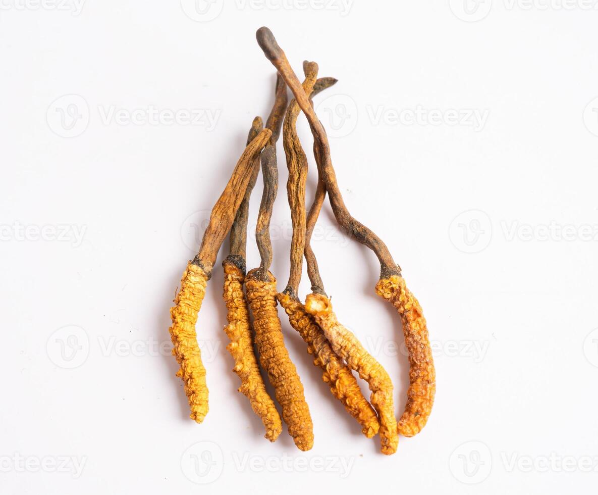 Cordyceps or Ophiocordyceps sinensis mushroom herb is fungus for used as medicine on white background. photo