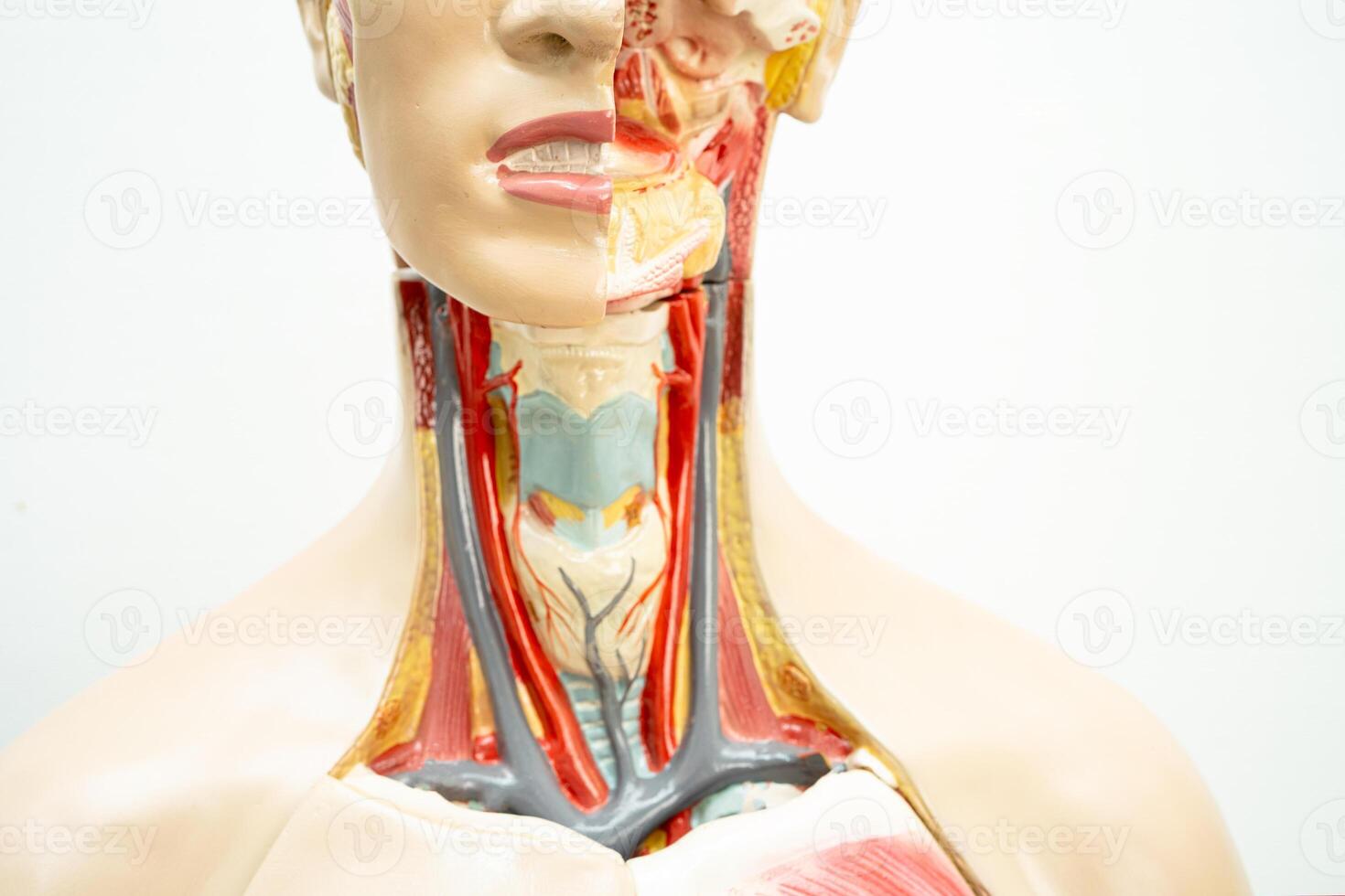 Human model anatomy for medical training course, teaching medicine education. photo