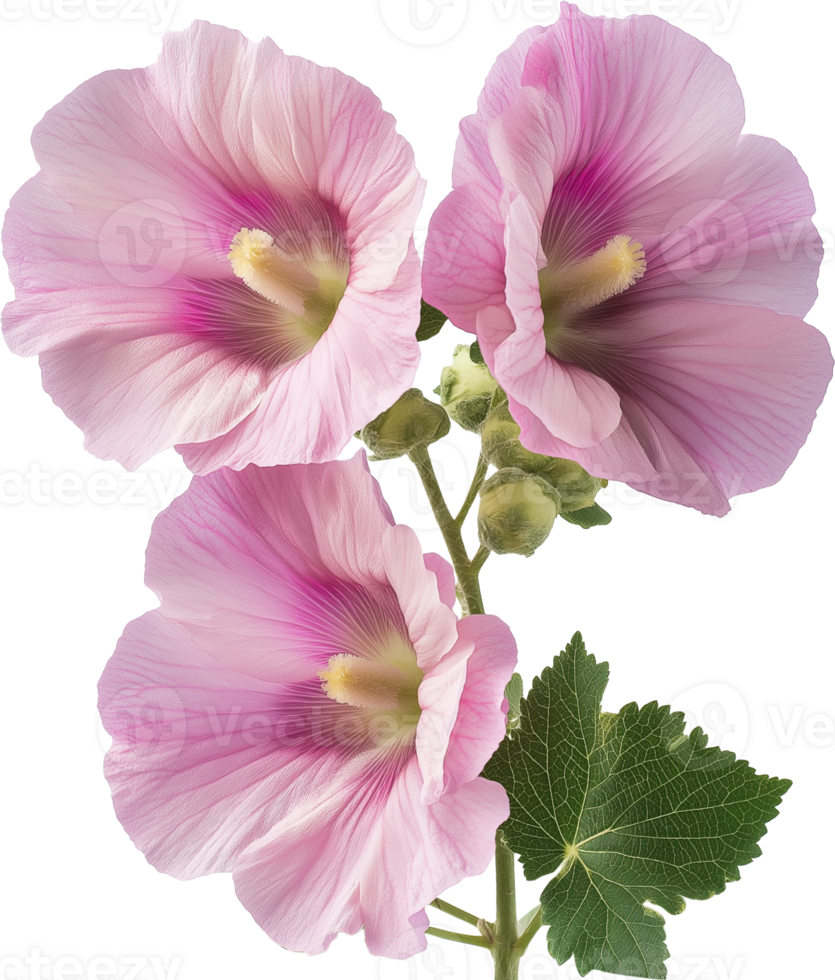 Hollyhock isolated, Alcea rosea floral illustration png