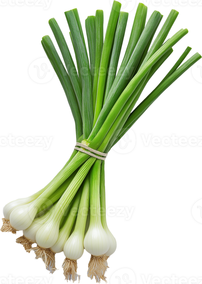 Spring Onion isolated - Green Onion vegetable - Green Onion illustration png