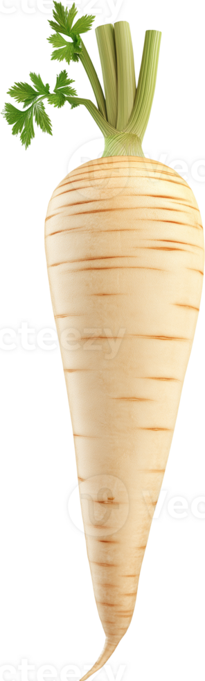 Parsnip Vegetable isolate, Pastinaca sativa Clipart, A Whole parsnip illustration png