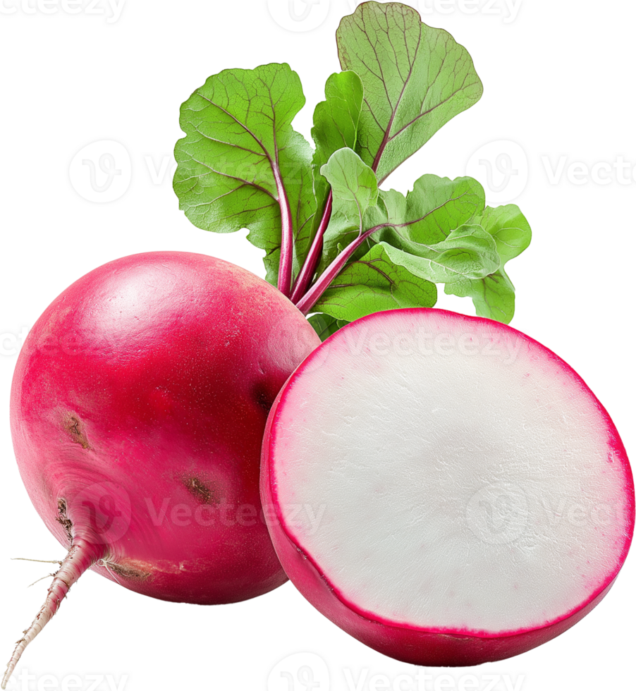 Radish vegetable isolated, Raphanus sativus Clipart, Few radish with half cut Illustration png