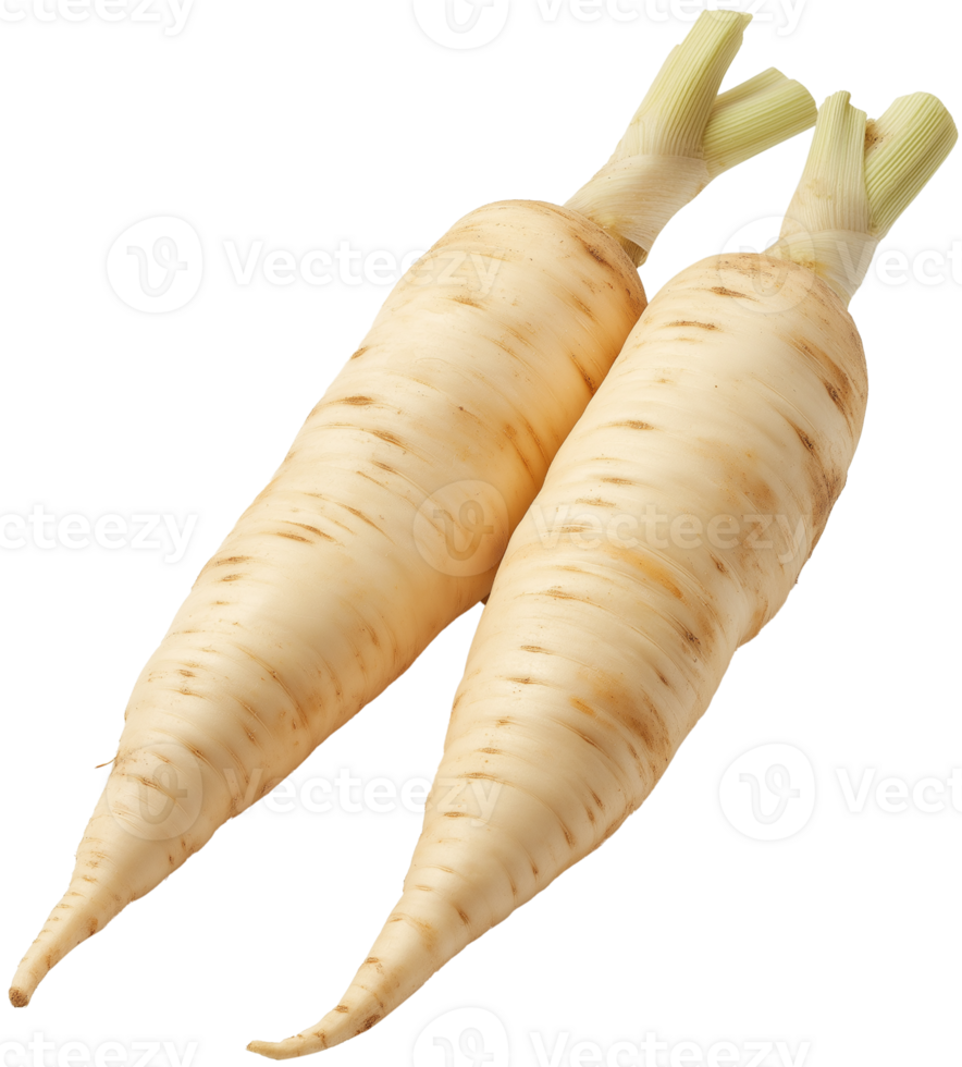 Parsnip Vegetable isolate, Pastinaca sativa Clipart, parsnip vegetable illustration png