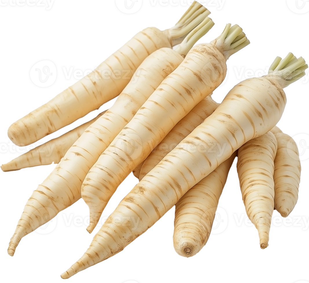 Parsnip Vegetable isolate, Pastinaca sativa Clipart, fresh pile of parsnip illustration png