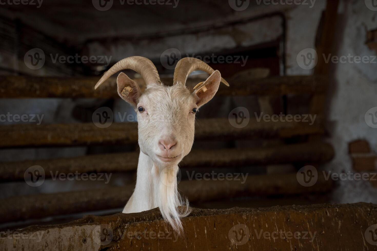 close up white goat in farm, cute animal wallpaper background concept. Czech photo