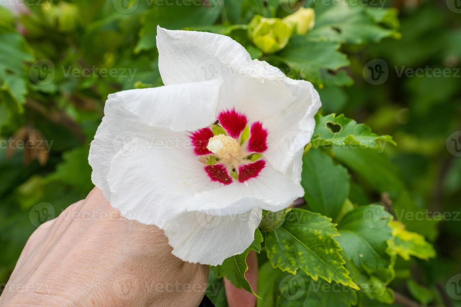view of white inflorescences of Hibiscus syriacus hibiscus with raspberry center photo