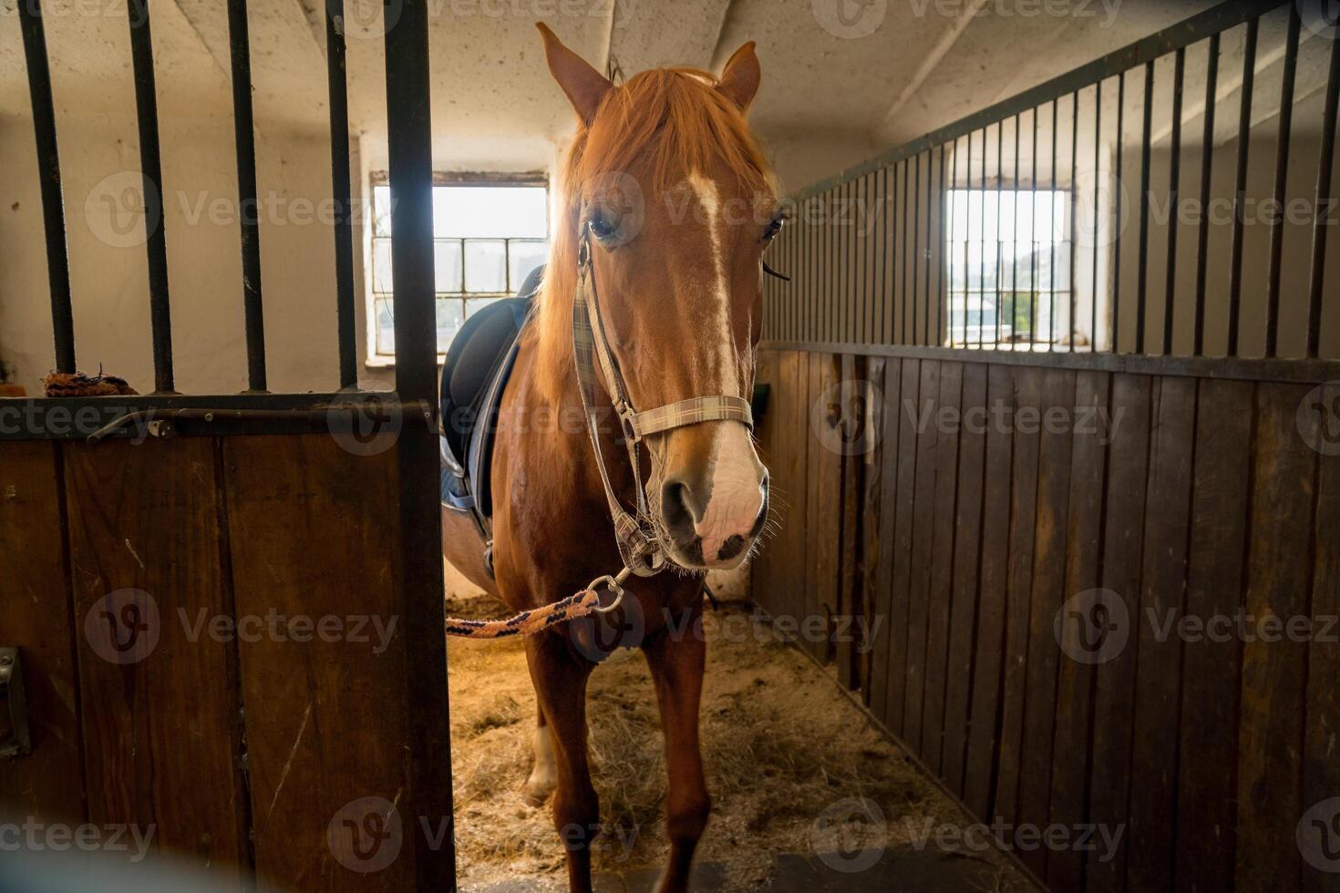 Horses for riding on the farm. Preparation of horses for races. Veterinary care photo