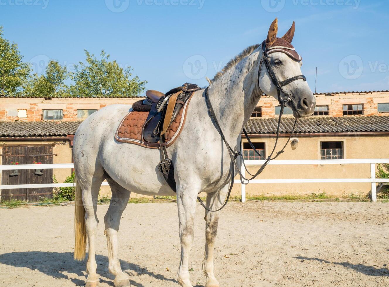 White spotted horse standing in paddock. Thoroughbred pregnant horse on a walk photo