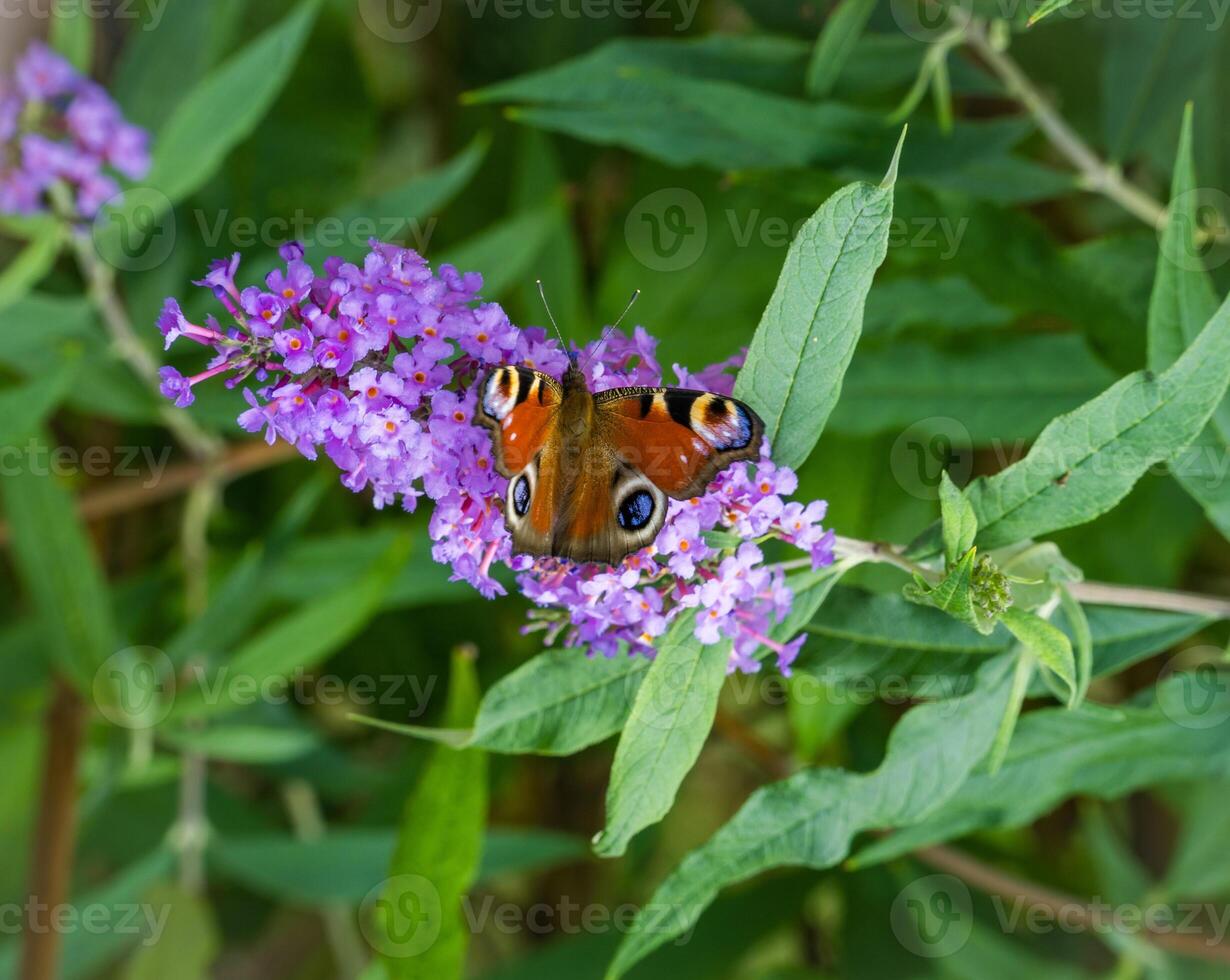butterfly peacock on the blossom of a schmetterling bush, Buddleja davidii.Czech photo