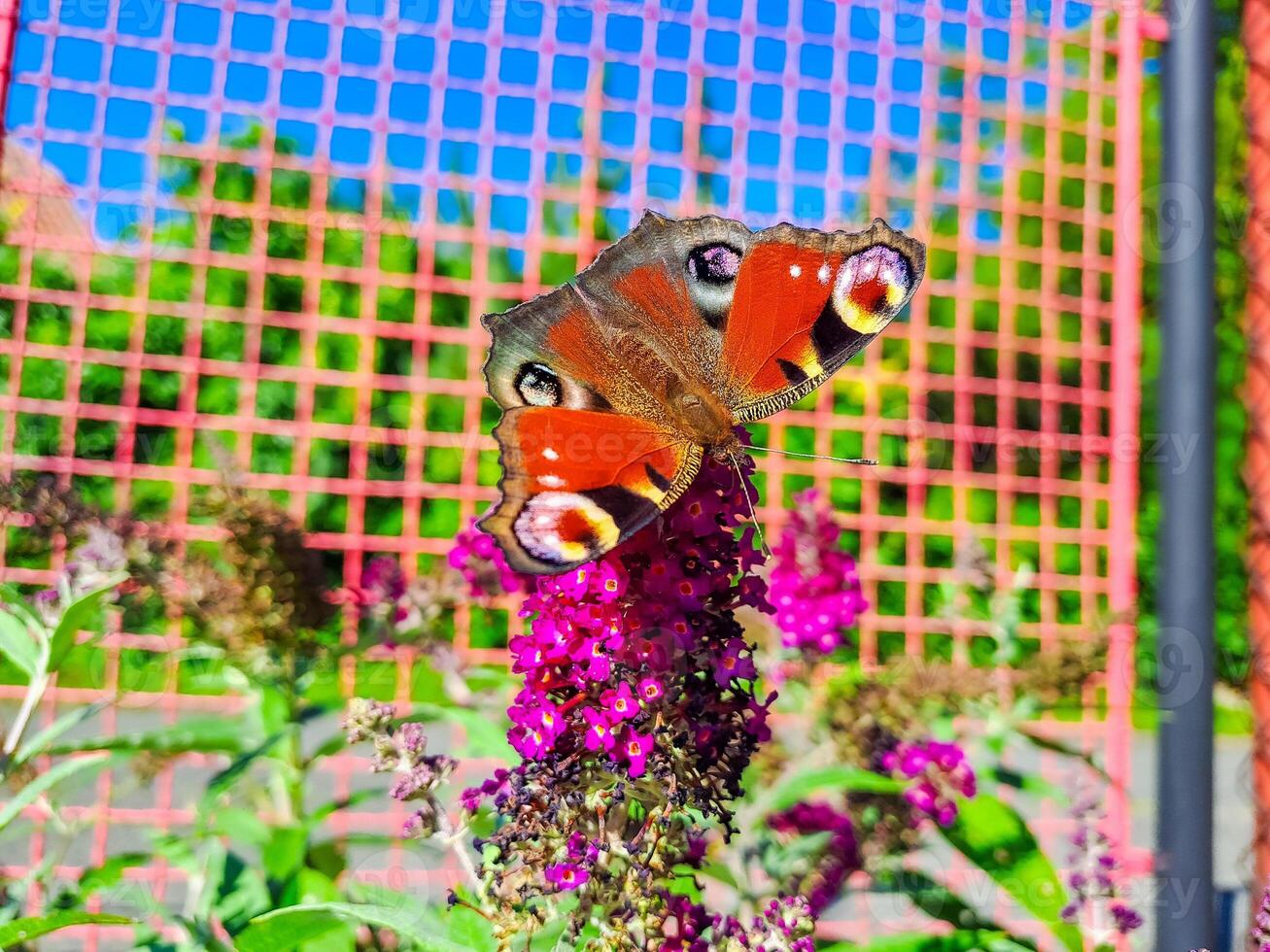 butterfly peacock on the blossom of a schmetterling bush, Buddleja davidii.Czech photo