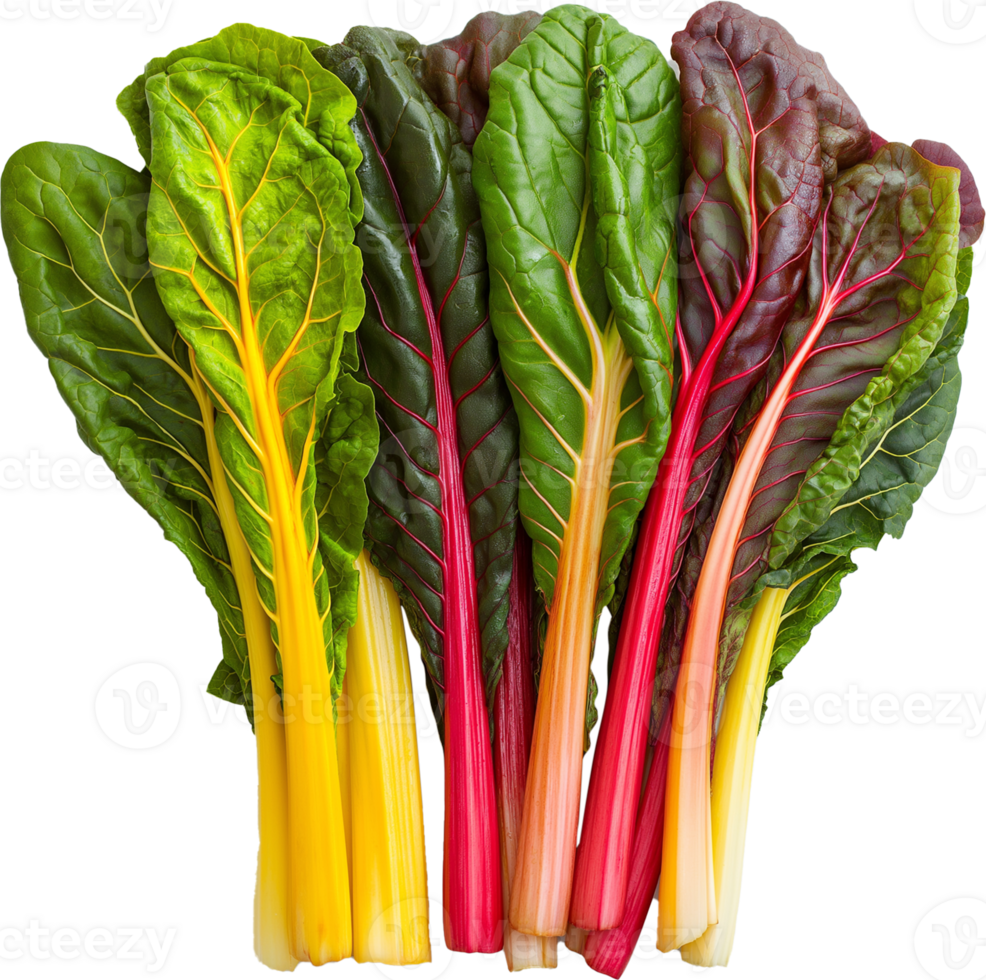 Chard vegetable isolated, Leafy Green Vegetables Clipart - Fresh swiss rainbow chard illustration png