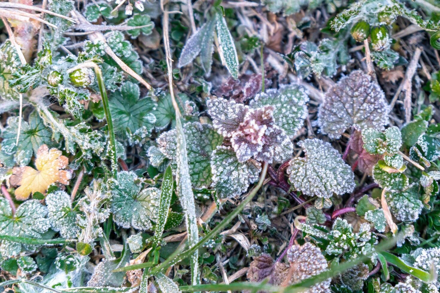 Selective focus. First frost on a frozen field plants, late autumn close-up. Beautiful abstract frozen microcosmos pattern. Freezing weather frost action in nature. Floral backdrop. photo