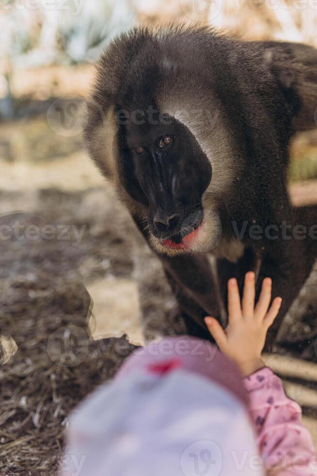 Little girl touches the paw of a large monkey, Dril, through the glass of the zoo, creating a touching moment of unity between man and animal. photo