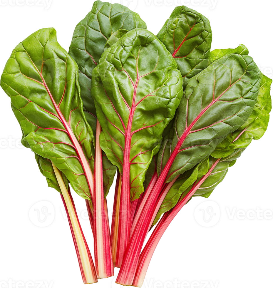 Chard vegetable isolated, Leafy Green Vegetables Clipart - Few of swiss chard illustration png