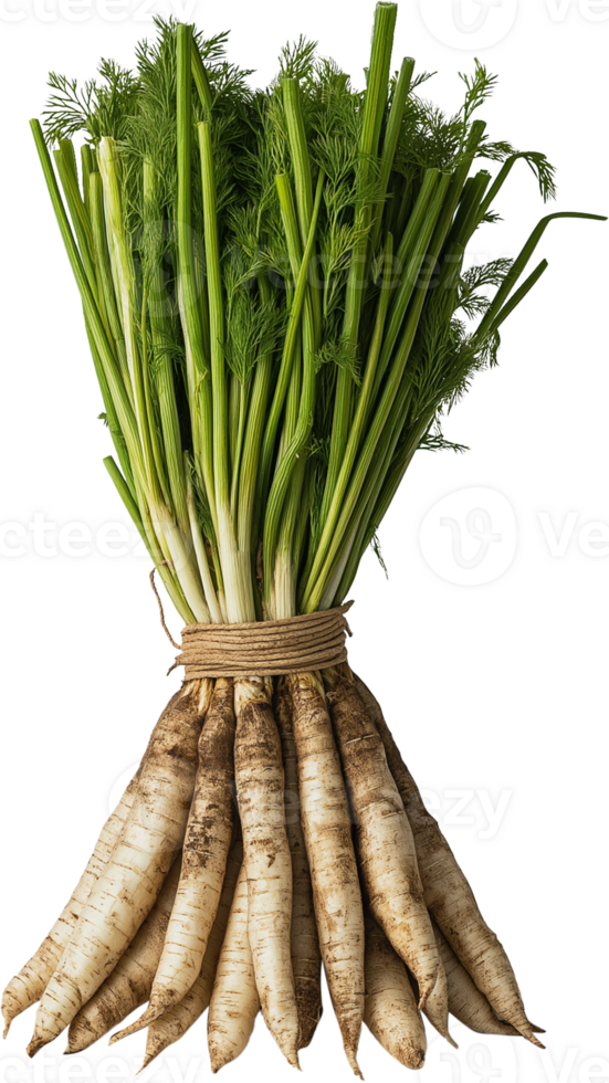 Salsify vegetable isolated, Tragopogon porrifolius Clipart - fresh green salsify bundle illustration png