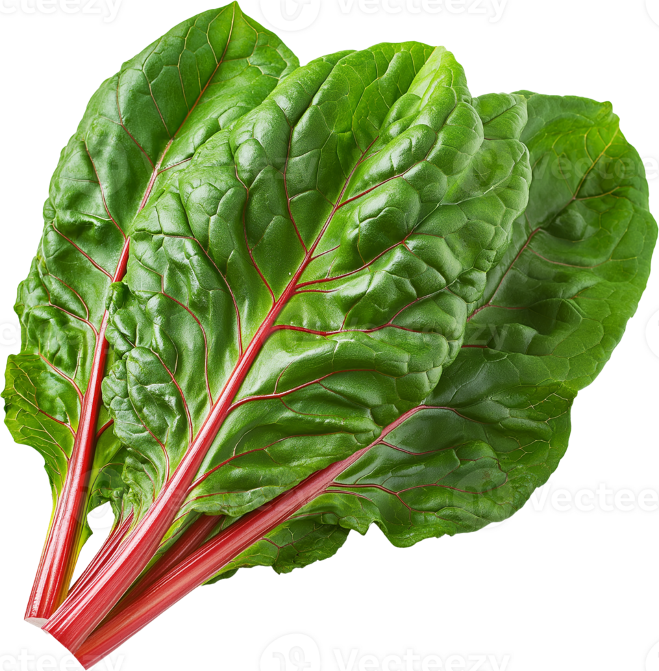 Chard vegetable isolated, Leafy Green Vegetables Clipart - Swiss chard leaves illustration png