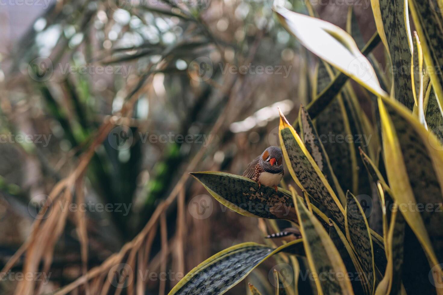 Zebra finch exotic bird Taeniopygia guttata sit on a tree branch. photo