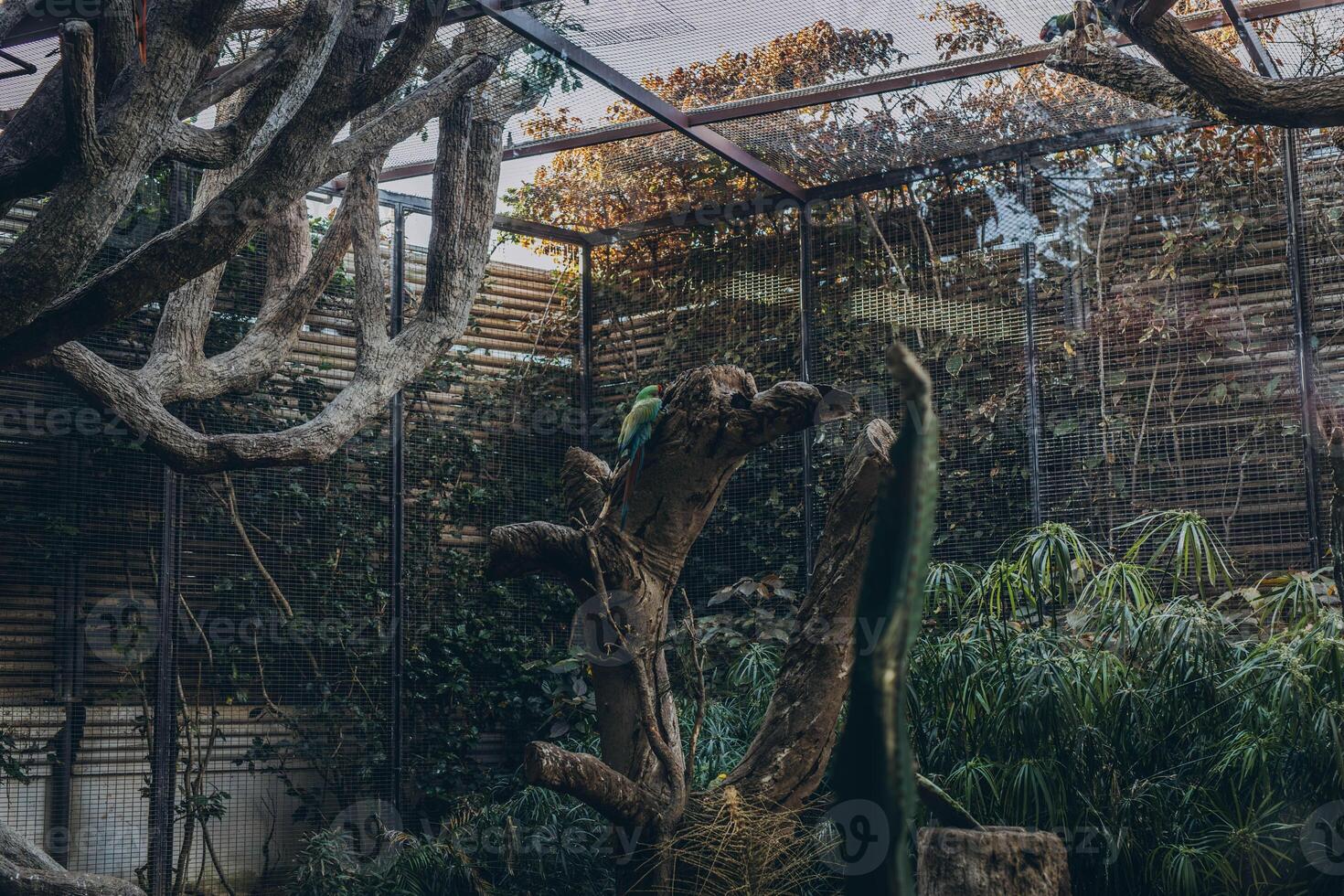 Big Blue Macaw Blue-and-gold. Tropical and exotic birds. Parrots in a zoo in Tenerife photo