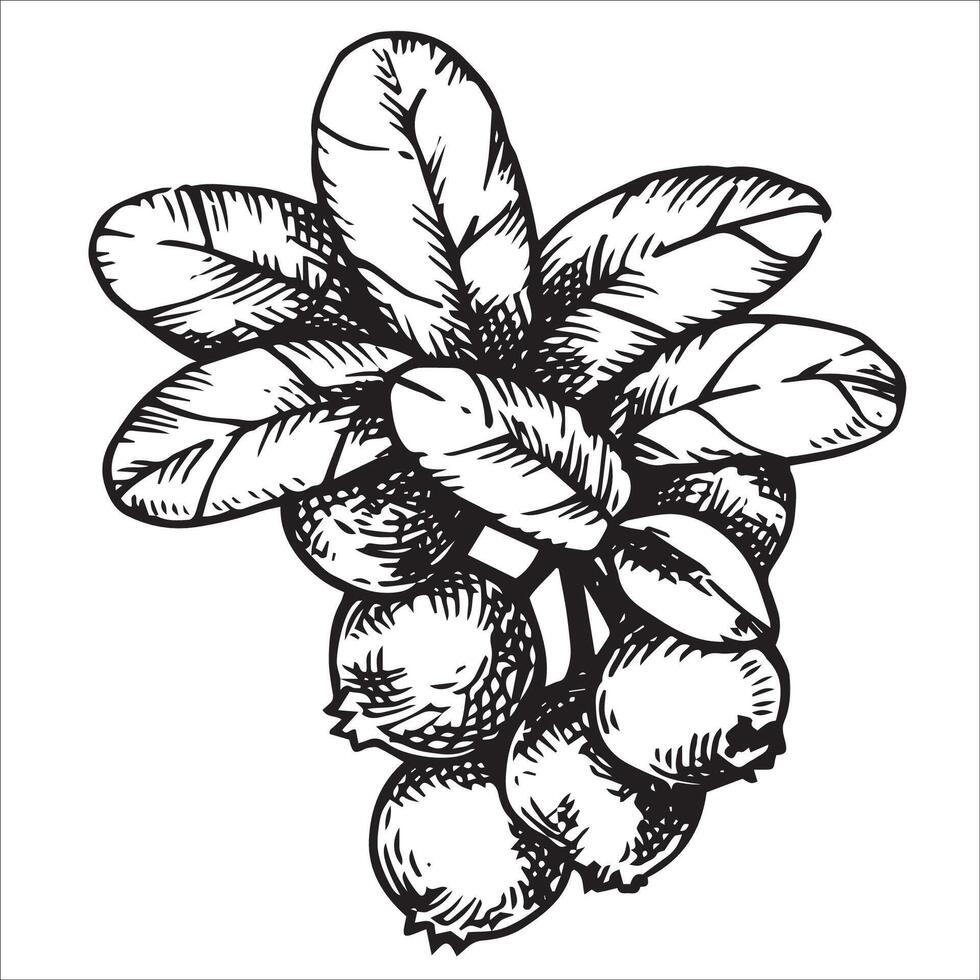 Cranberry berries. Sketch style image vector