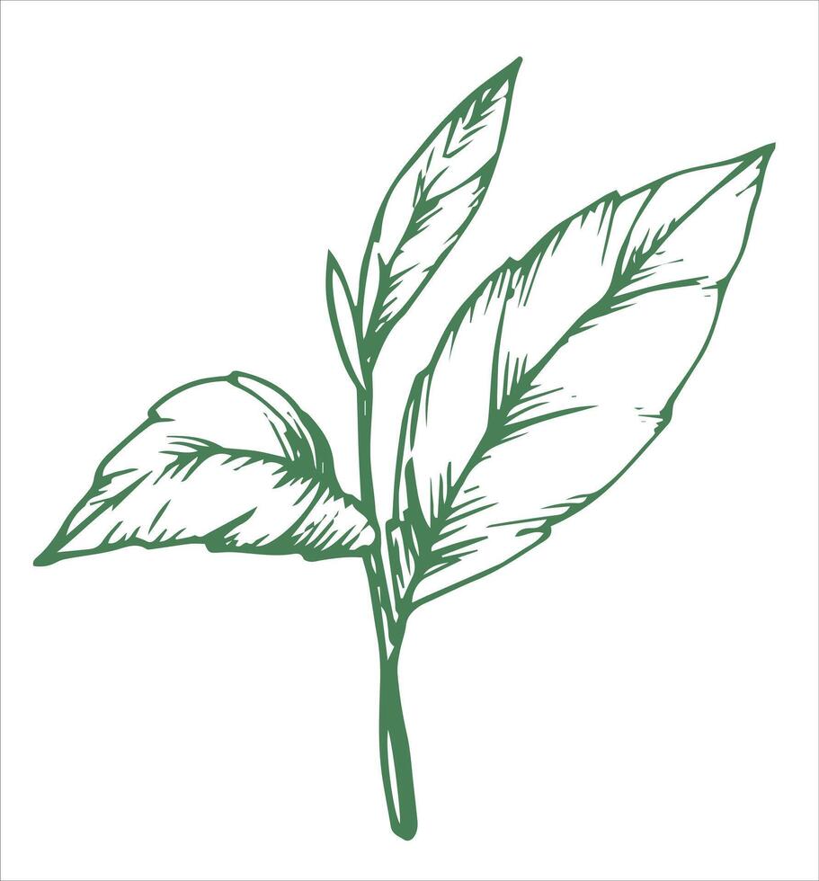 green tea leaves. sketch image vector