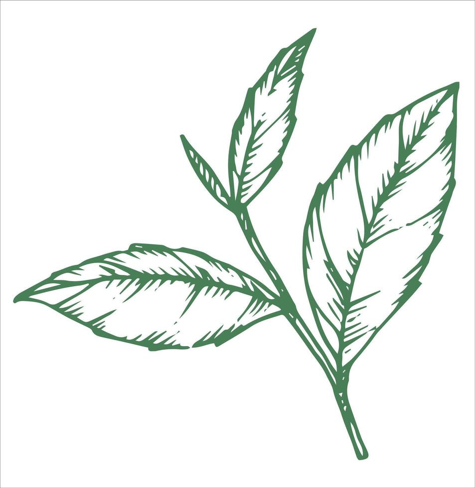 green tea leaves. illustration in sketch style vector