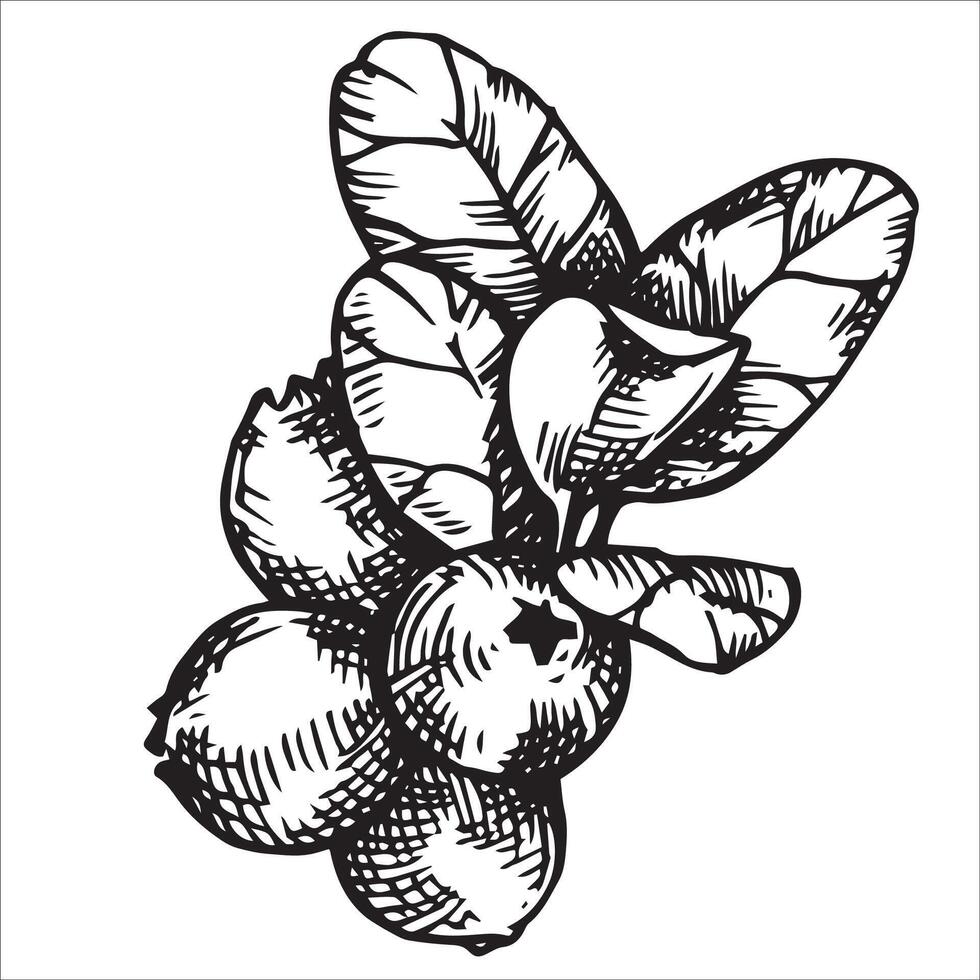 Cranberry berries. Sketch style illustration vector